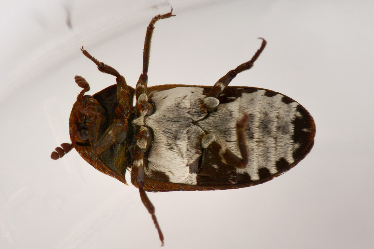 Dermestidae: Dermestes undulatus